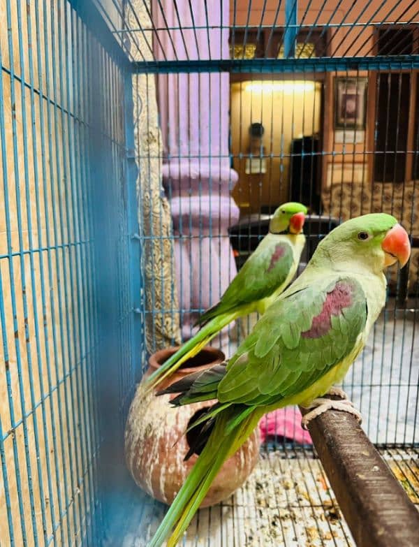 Alexandrine Parrot 2