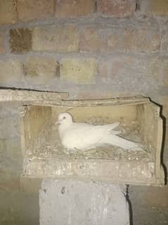 Dove White Khumry