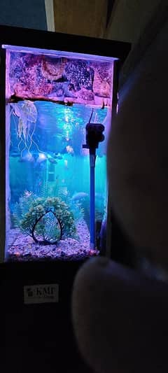 large Fish aquarium