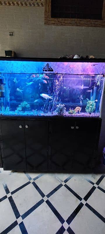 large Fish aquarium 1