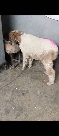 sheep baby