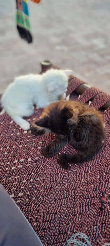 Persian Kitten Pair 2 weeks old 1