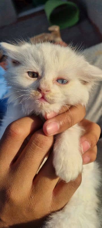 Persian Kitten Pair 2 weeks old 2