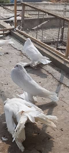 Pomeranian pigeons