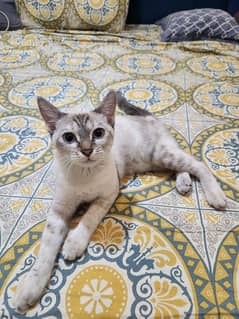 female siamese kitten