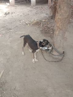 afghan kuchi male puppy