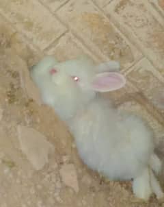 ANGORA RABBIT (PAIR) ORIGINAL