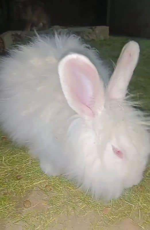 ANGORA RABBIT (PAIR) ORIGINAL 2