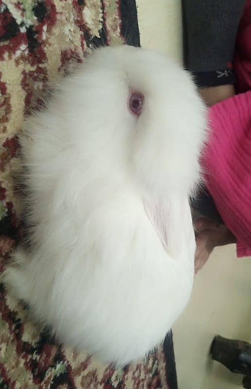 ANGORA RABBIT (PAIR) ORIGINAL 3