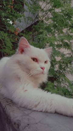 Persion Male cat available for stud only