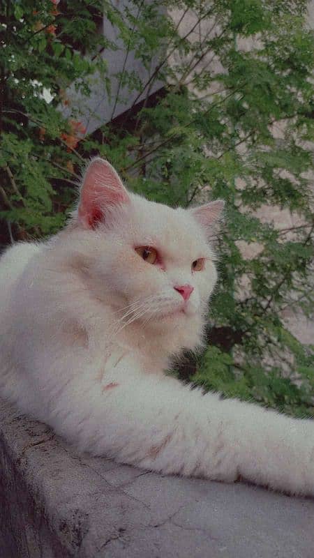 Persion Male cat available for stud only 0