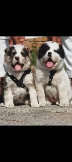 king alabai pair dog Male and female age 2month for sale