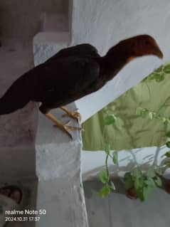 Pure Aseel Hen For Sale Urgent