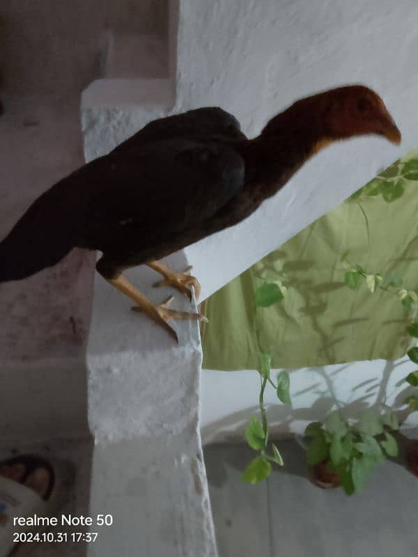 Pure Aseel Hen For Sale Urgent 0