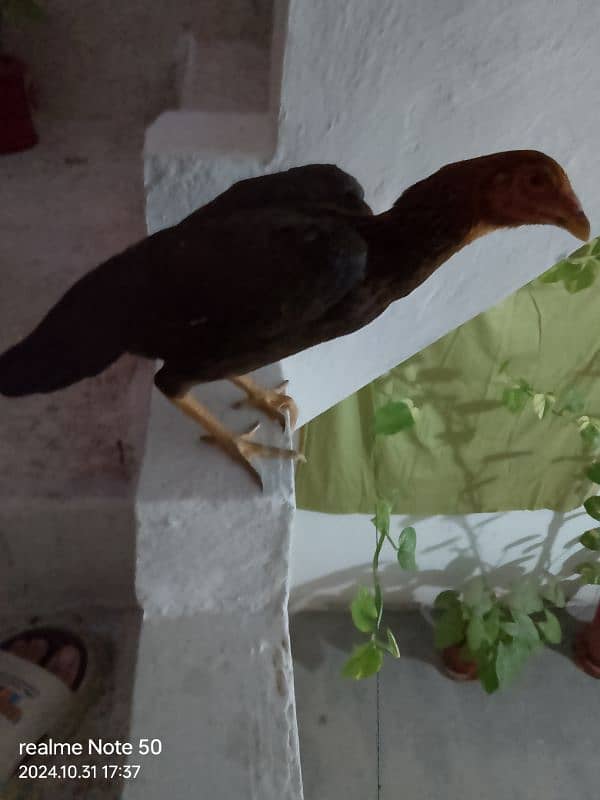 Pure Aseel Hen For Sale Urgent 1