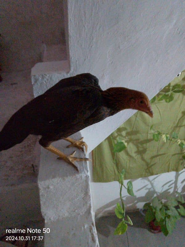 Pure Aseel Hen For Sale Urgent 2