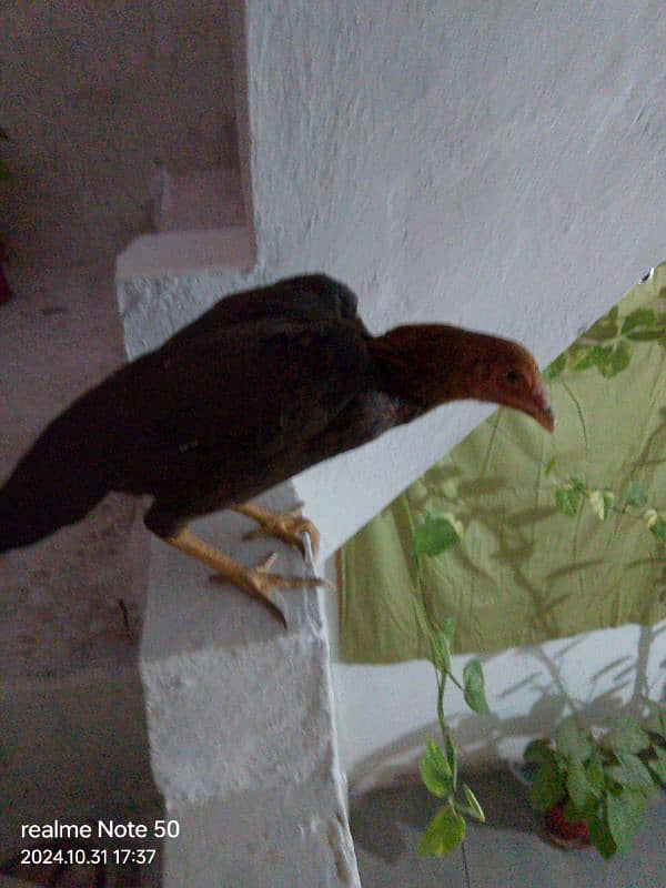 Pure Aseel Hen For Sale Urgent 3