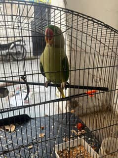 Female Parrot Hand tame