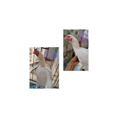 HEERA TOP SHOW QUALITY CHICKS FOR SALE