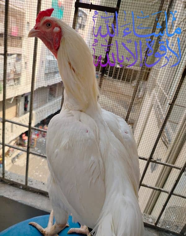 HEERA TOP SHOW QUALITY CHICKS FOR SALE 1