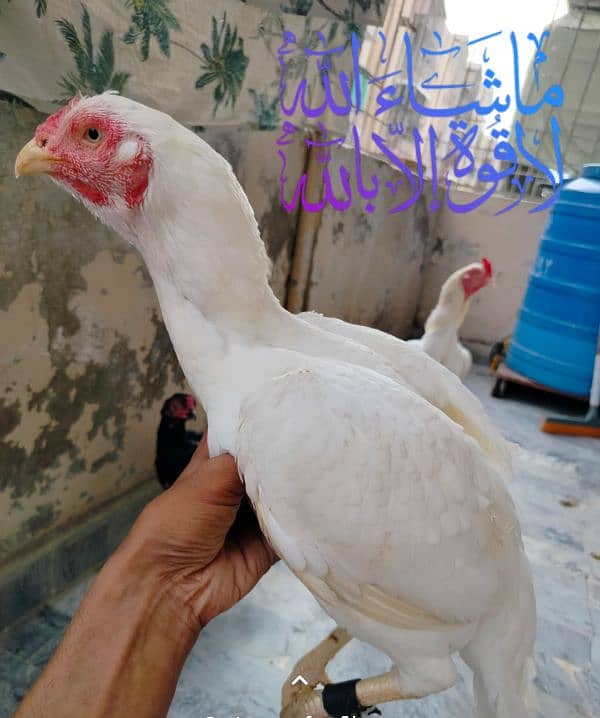 HEERA TOP SHOW QUALITY CHICKS FOR SALE 2