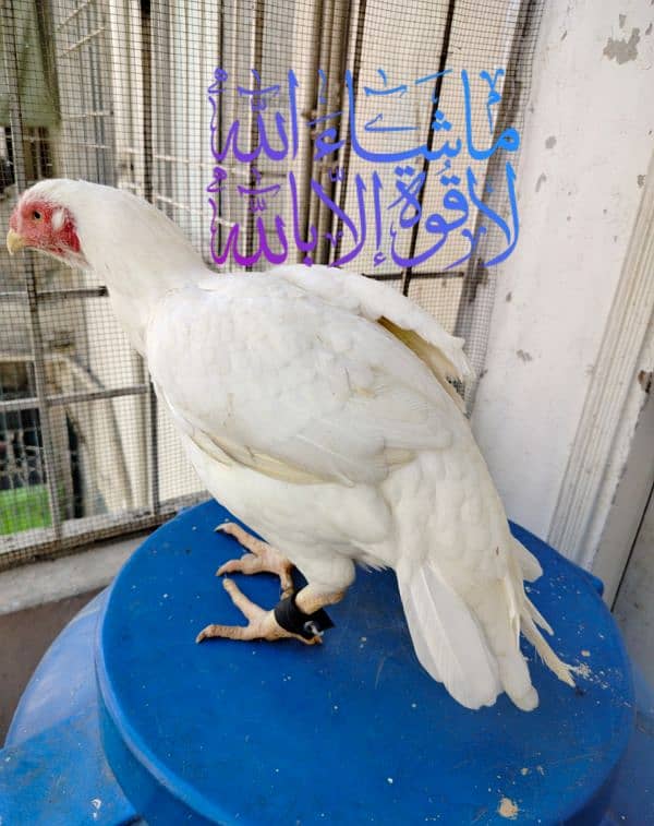 HEERA TOP SHOW QUALITY CHICKS FOR SALE 3