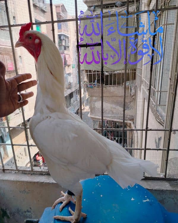 HEERA TOP SHOW QUALITY CHICKS FOR SALE 4