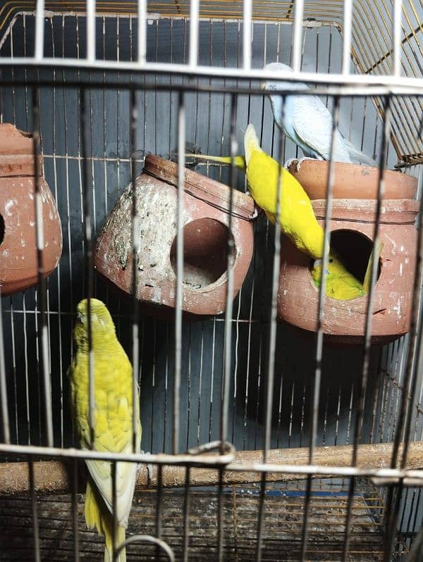 cockatiel breeder pair for sale 15