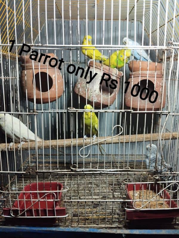 cockatiel breeder pair for sale 13