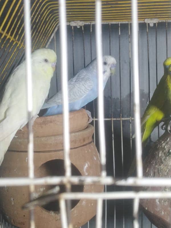 cockatiel breeder pair for sale 14