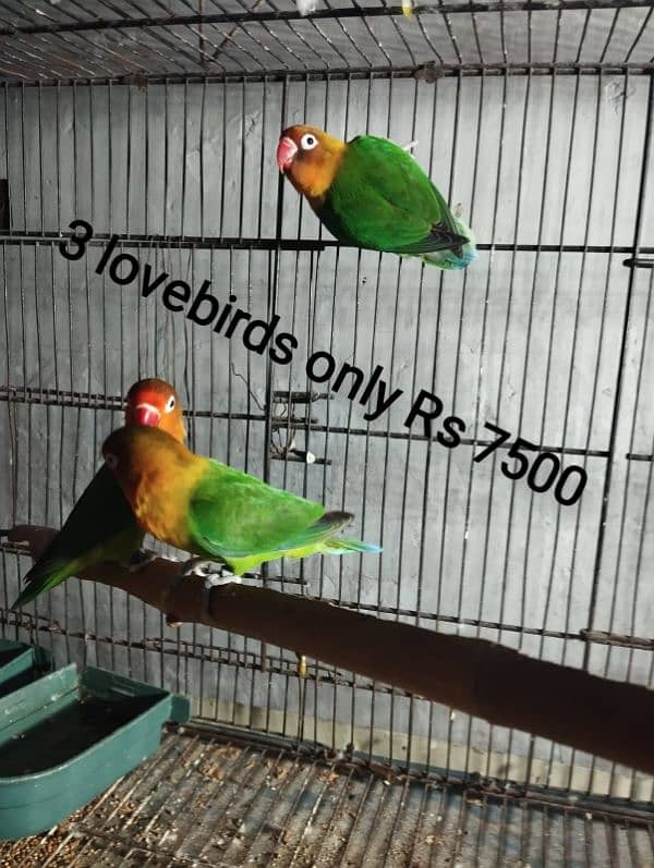 cockatiel breeder pair for sale 16