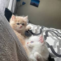 persian cat kitten