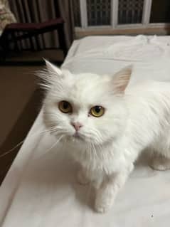 persian female adult cat for adoption