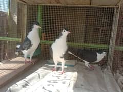 sherazi pigeons home breed