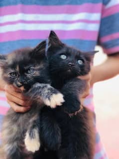 Persian Balu kittens Available