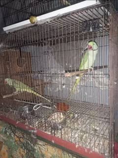 Raw Parrot Pair Breeder