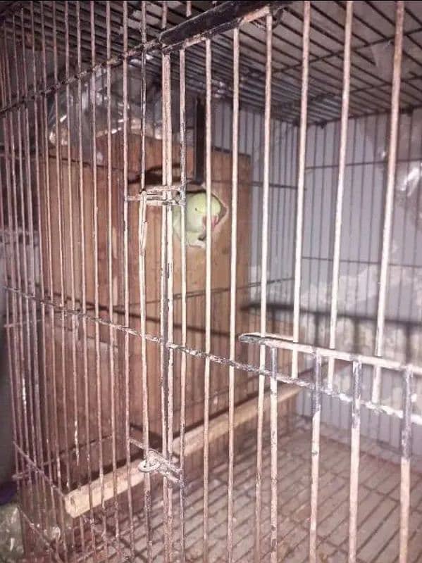 Raw Parrot Pair Breeder 1