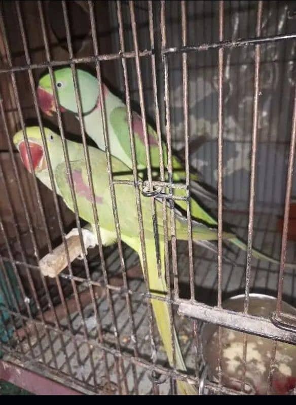 Raw Parrot Pair Breeder 4