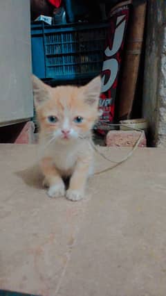 persian cat in blue eyes age 2 month