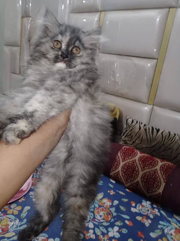 Pure Persian Semi Punch Face Kitten/Cat 2