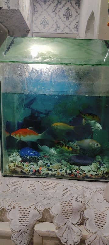 Medium Aquarium with 10 fishes 3