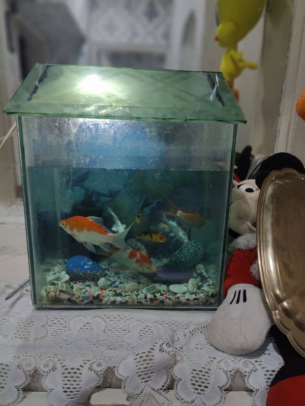 Medium Aquarium with 10 fishes 6