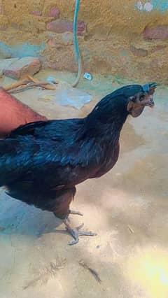 ayam cemani gree zeban me hai aik or incobiter or bhe hai