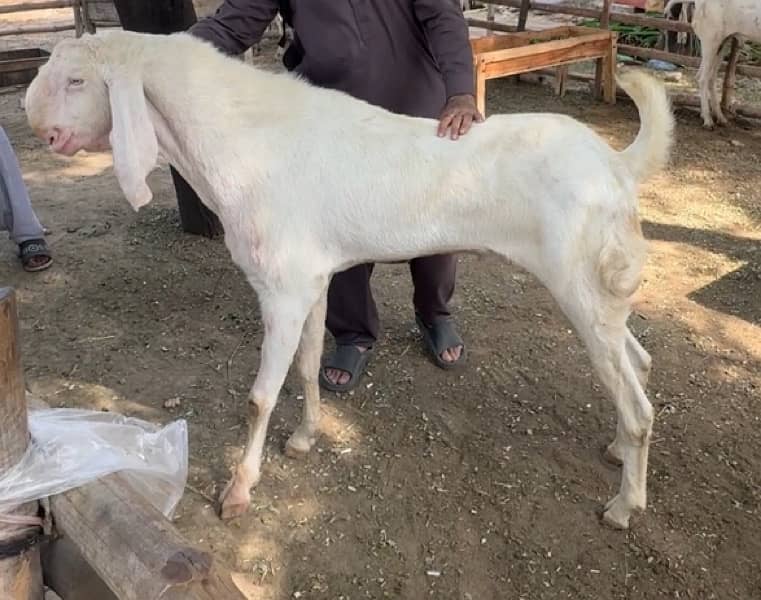 rajanpuri breeder 1