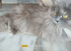 Russian cat