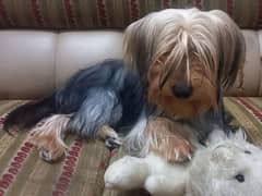 Yorkshire Terrier