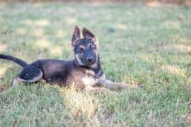 Garman shepherd puppies for sale 03287576736 call wahtasp