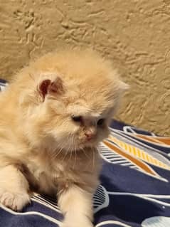 persian semi punch face kittens for sale