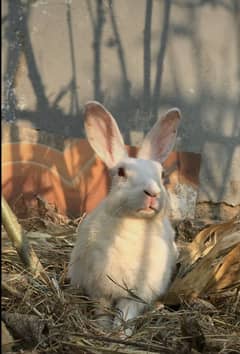 Red eyes rabbit pair in 2200 Only. Babies giver every month