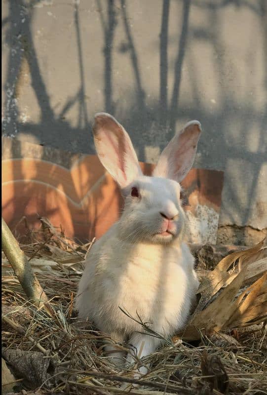 Red eyes rabbit pair in 2200 Only. Babies giver every month 0